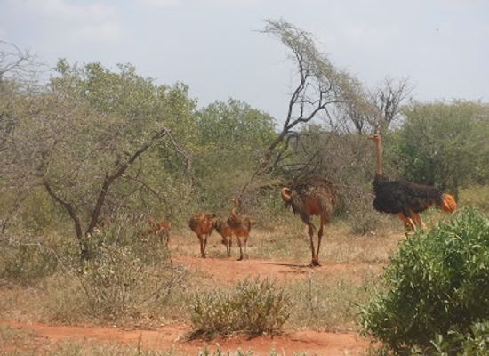 kenya/tsavo-national-park/attraction/south-point-sek-asal