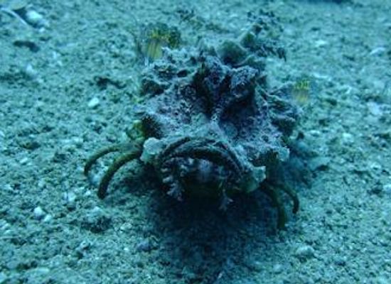 jordan/aqaba/attraction/seven-sisters-diving-site