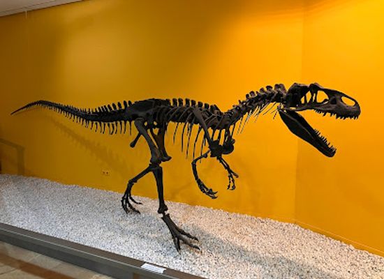 spain/valencian-community/attraction/natural-science-museum-of-valencia