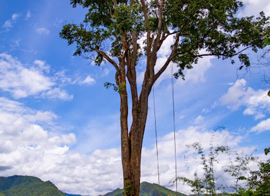 thailand/pai/attraction/big-tree-swing