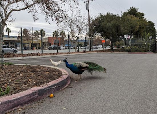 california/santa-clara/attraction/emma-prusch-farm-park