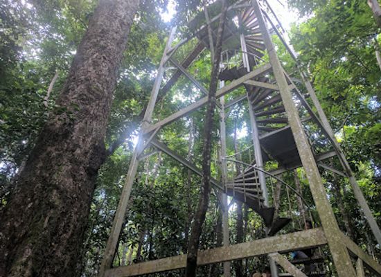 samoa/savai-i-island/attraction/falealupo-canopy-walkway