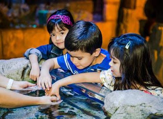 arizona/maricopa-county/attraction/sea-life-arizona-aquarium