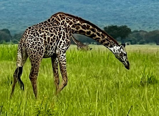 tanzania/zanzibar-archipelago/attraction/anza-zanzibar-tours