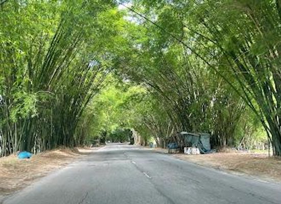 jamaica/treasure-beach/attraction/holland-bamboo
