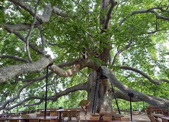 turkiye/bursa/attraction/inkaya-historical-plane-tree
