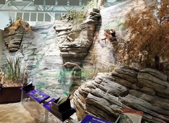 illinois/river-bend/attraction/national-great-rivers-museum