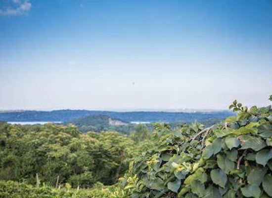 connecticut/danbury/attraction/benmarl-winery