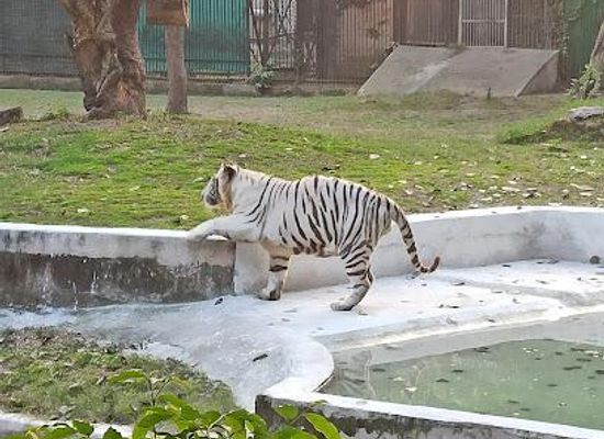 india/delhi/attraction/national-zoological-park