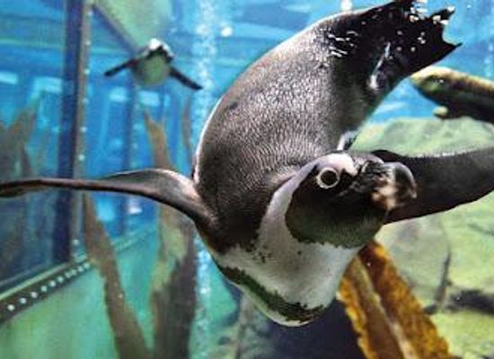germany/hannover/attraction/erlebnis-zoo-hannover