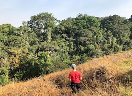 guinea/faranah/attraction/gola-forest-reserve