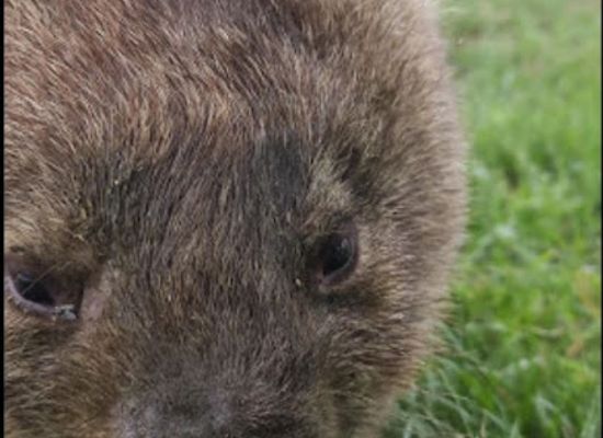 australia/western-new-south-wales/attraction/taralga-wildlife-park