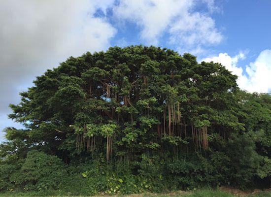 japan/ishigaki-island/attraction/kijimuna-no-yadoru-mori
