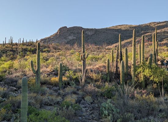 arizona/saguaro-national-park/attraction/hope-camp-trail
