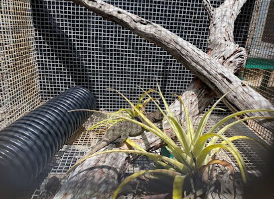 british-virgin-islands/anegada-beaches/attraction/anegada-rock-iguana-headstart-facility