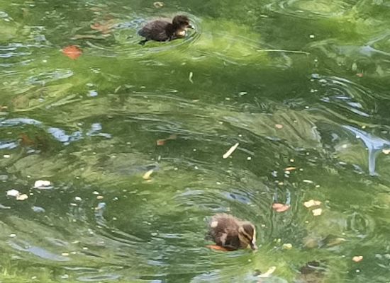 belgium/condroz/attraction/federation-des-parcs-naturels-de-wallonie