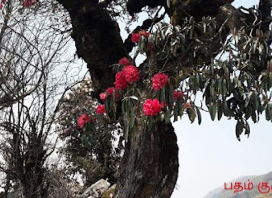 nepal/gandaki-zone/attraction/mausah