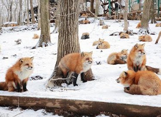 japan/zao-onsen/attraction/zao-fox-village