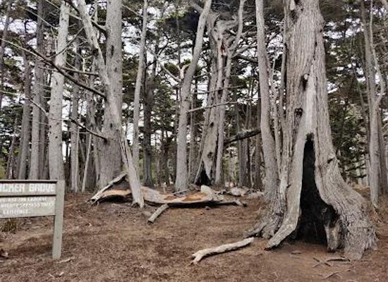 california/salinas-valley/attraction/the-crocker-cypress-grove