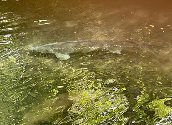 oregon/hood-river-county/attraction/bonneville-fish-hatchery
