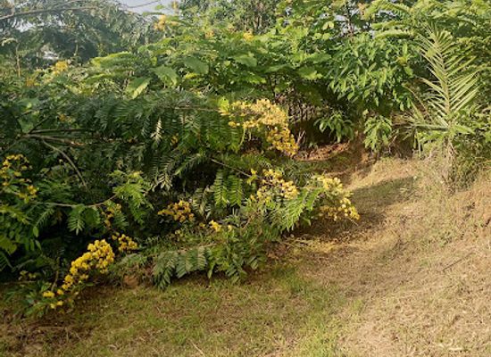 cameroon/west-region/attraction/ifp-agrotech-cameroon-botanical-garden