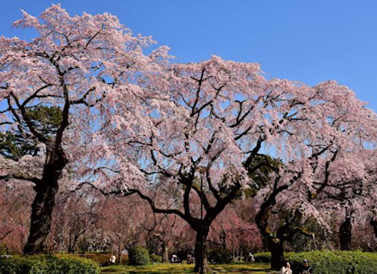 japan/tohoku/attraction/tsutsujigaoka-park