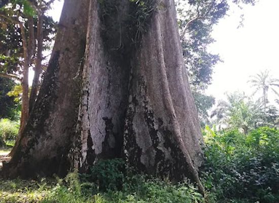 nigeria/igbo/attraction/amakama-wooden-cave