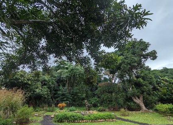 grenada/guava/attraction/laura-herb-spice-garden