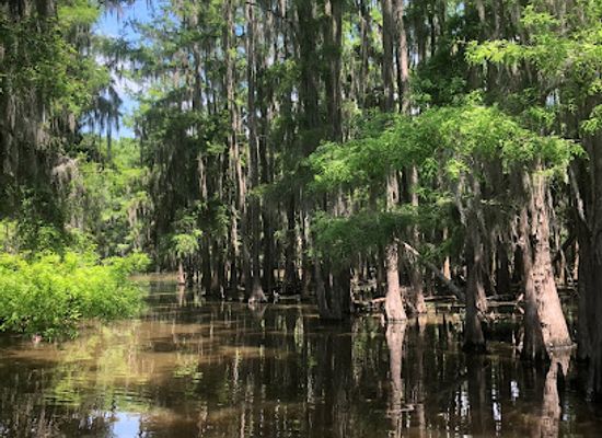 louisiana/north-louisiana/attraction/mystique-tours-on-caddo-lake