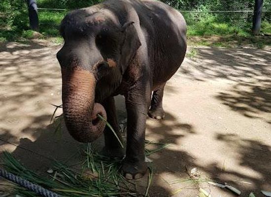 thailand/tenasserim-hills/attraction/wildlife-friends-foundation-thailand-wfft