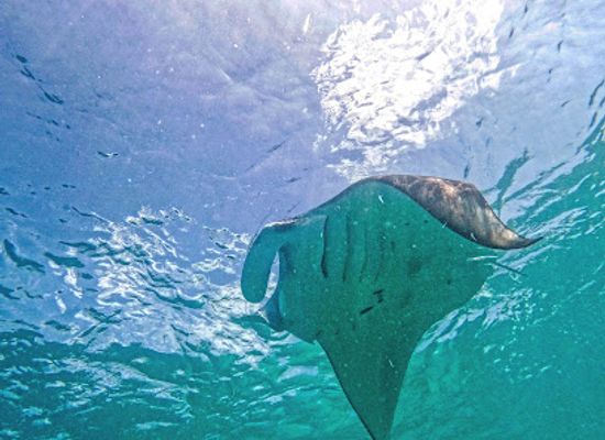maldives/noonu-atoll/attraction/manta-bay