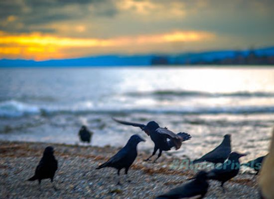switzerland/lausanne/vidy/attraction/plage-de-gaia