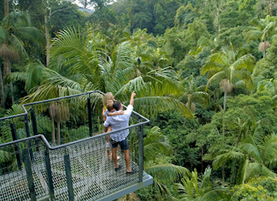 australia/high-country/attraction/tamborine-rainforest-skywalk