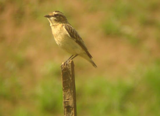 rwanda/ruhengeri/attraction/kiguhu-birdwatching-wetland
