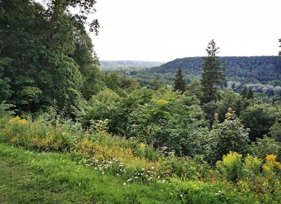 latvia/sigulda/attraction/pansijas-lakstigala-vesturiskais-tornis