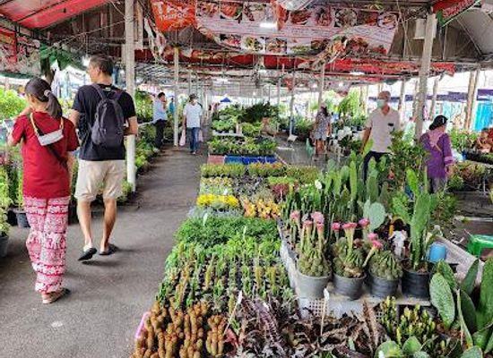 thailand/chao-phraya-river-basin/attraction/chatuchak-flower-market