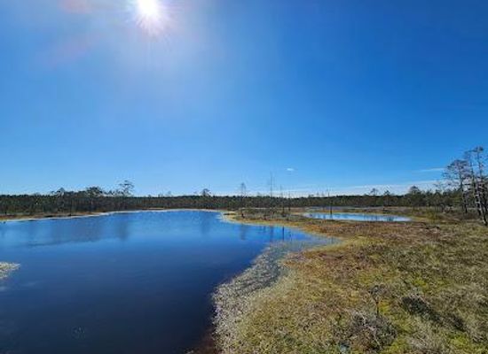 estonia/rakvere/attraction/viru-bog-nature-trail