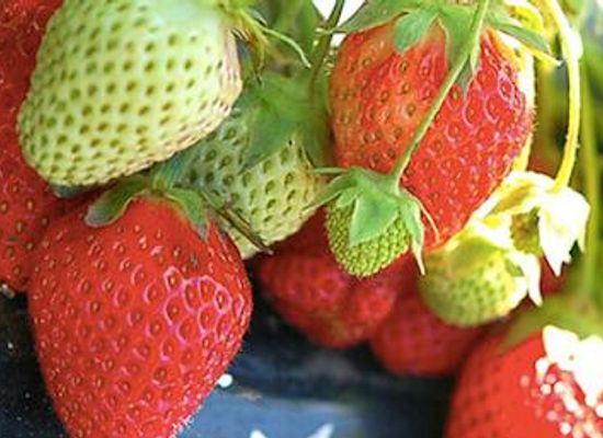 japan/sapporo/attraction/jozankei-farm-fruit-theme-park