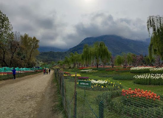 afghanistan/herat/attraction/tulip-garden-srinagar