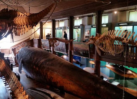sweden/gothenburg/attraction/gothenburg-museum-of-natural-history