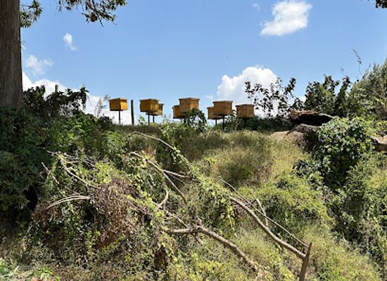 kenya/elgeyo-escarpment/attraction/mugaa-farm-koy-koy