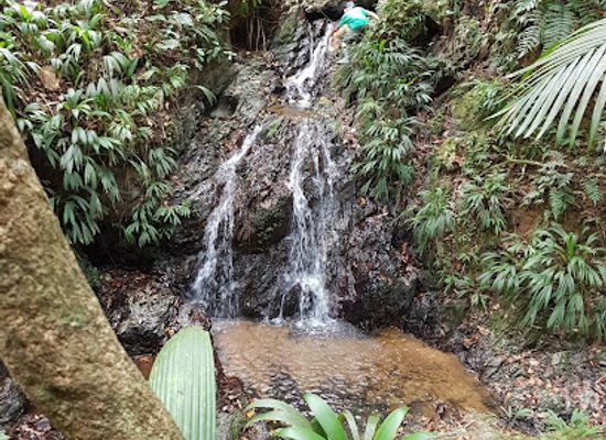 trinidad-and-tobago/main-ridge-forest-reserve/attraction/main-ridge-tobago