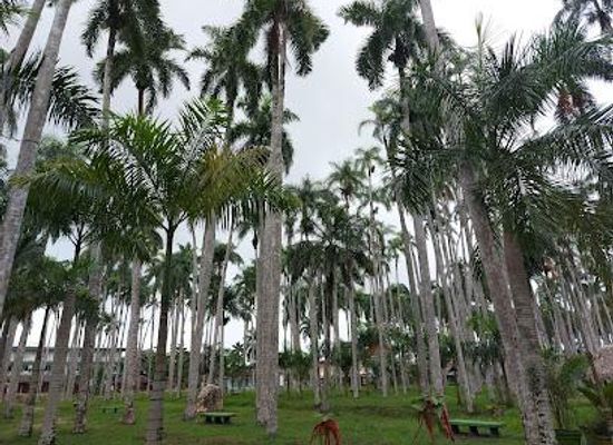 suriname/lelydorp/attraction/palmtree-garden