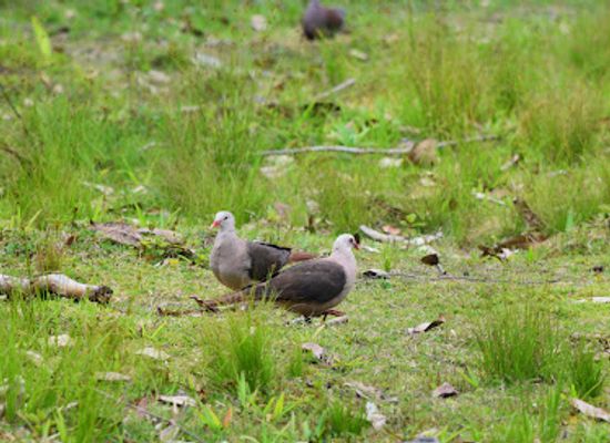 mauritius/black-river-gorges-national-park/attraction/pink-pigeon-park