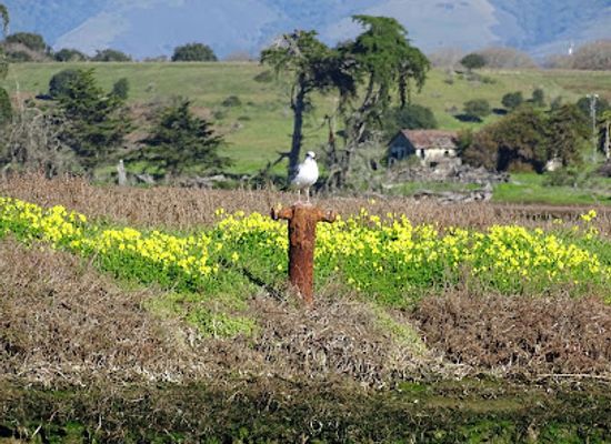 california/salinas-valley/attraction/moss-landing-wildlife-area