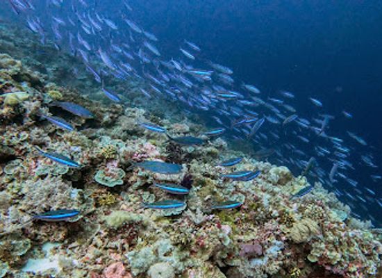 micronesia/koror/attraction/siaes-corner