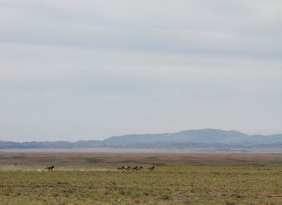 mongolia/mongolian-manchurian-grassland/attraction/great-gobi-b