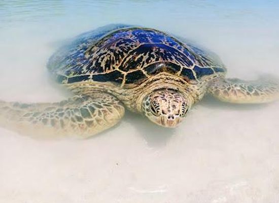 vanuatu/port-vila/attraction/naiwe-beach-at-blue-water