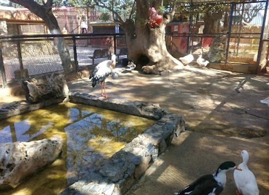 algeria/oran-region/attraction/oran-zoo