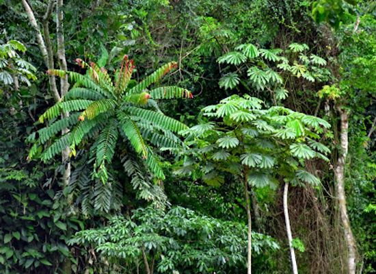 angola/cabinda/attraction/floresta-do-mayombe